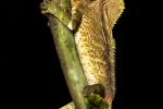 Helmleguan (corytophanes cristatus), Casque-headed Lizzard