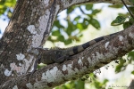 Im Nachbarbaum wohnt ein grüner Iguana (Iguana iguana), Green Iguana