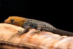 Gelbköpfiger Gecko (Gonatodes albogularis), Yello-headed Gecko