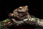 Trachycephalus typhonius (Milk Frog)