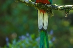 Männlicher Quetzal mit wunderschöner Schwanzfeder