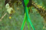 Männlicher Quetzal mit wunderschöner Schwanzfeder