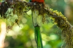 Männlicher Quetzal mit wunderschöner Schwanzfeder