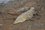 Krokodile von der Krokodilbrücke des Rio Tarcoles