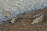 Krokodile von der Krokodilbrücke des Rio Tarcoles