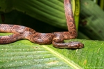 Riemennatter (Imantodes cenchoa), Common Blunt-headed Snake