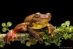 Tlalocohyla loquax (Swamp Tree Frog)