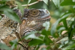 Grüner Leguan (Iguana iguana), Green Iguana