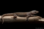 Hemidactylus garnotii (House Gecko)