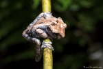 Kronenlaubfrosch , Anotheca spinosa (Crowned Tree Frog) - mit zunehmendem Alter wird die Haltung schlechter! ;-)