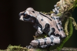 Junger Kronenlaubfrosch , Anotheca spinosa (Crowned Tree Frog)