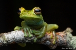 Hypsiboas rufitelus (Red-webbed Tree Frog)