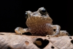 Strabomantis bufoniformis (Rusty Robber Frog)