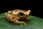 Dendropsophus ebraccatus (Hourglass Tree Frog)