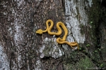 Klebt am Baum wie eine Gummischlange - Greifschwanz-Lanzenotter (Bothriechis schlegelii)