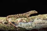 Gelbbauch-Blattfingergecko (Phyllodactylus tuberculosus), Tuberculate Leaf-toed Gecko