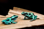Pfeilgiftfrosch, Dendrobates auratus (Green-and-Black Poison Dart Frog)
