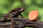 Rhaebo haematiticus (Smooth-skinned Toad)