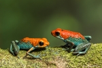 Pfeilgiftfrosch, Oophaga granulifera, (Granular Poison Dart Frog)
