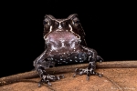 Rhaebo haematiticus (Smooth-skinned Toad)