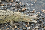 Krokodile von der Krokodilbrücke des Rio Tarcoles