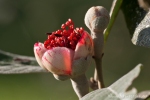 Blüte einer Granatapfel-Art