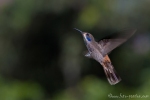 Kolibri (Nektarvogel)