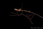 Stabschrecke (Phasmatidae)