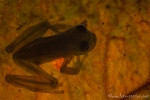 Glasfrosch (Centrolene peristicum), Dappled Glassfrog