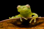 Glasfrosch (Centrolene peristicum), Dappled Glassfrog