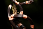 Anmutiger Schneckenfresser (Dipsas gracilis), Graceful Snail-Eater