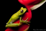 Palmar Baumfrosch (Hypsiboas pellucens), Palm Treefrog