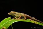 Äquatoriale Anole (Anolis aequatorialis), Equatorial Anole