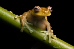 Baumfrosch (Hyloscirtus alytolylax)