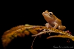 Regenfrosch ((Pristimantis nyctophylax), Watchful Rainfrog