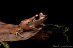 Regenfrosch (Pristimantis luteolateralis), Yellow-groined Rainfrog