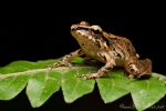 Regenfrosch (Pristimantis achatinus), Pastures Rainfrog