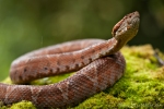 Viper (Bothrocophias campbelli), Ecuadorian Toadhead