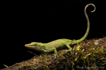 Pinocchio-Anole (Anolis proboscis)