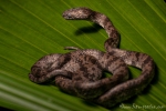 Schneckennatter (Sibon nebulatus), Clouded Snake
