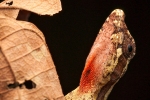 Lyre Anole (Anolis lyra), Lyre Anole