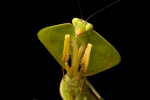 Gottesanbeterin (Choeradodis sp), Praying Mantis