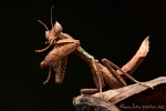 Gottesanbeterin, Mantis
