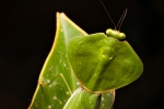 Gottesanbeterin (Choeradodis sp), Praying Mantis