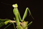 Gottesanbeterin, Mantis