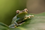 Baumfrosch (Hypsiboas pellucens), Palmar tree frog