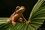 Costa-Rica-Laubfrosch oder auch Masken-Laubfrosch (Smilisca phaeota), New Granada Cross-banded Treefrog