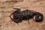 Skorpion (Tityus pachyurus), Scorpion