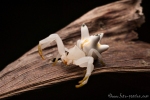 Krabbenspinne (Epicadus heterogaster), crab spider