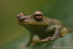 Baumfrosch (Hypsiboas pellucens), Palmar tree frog